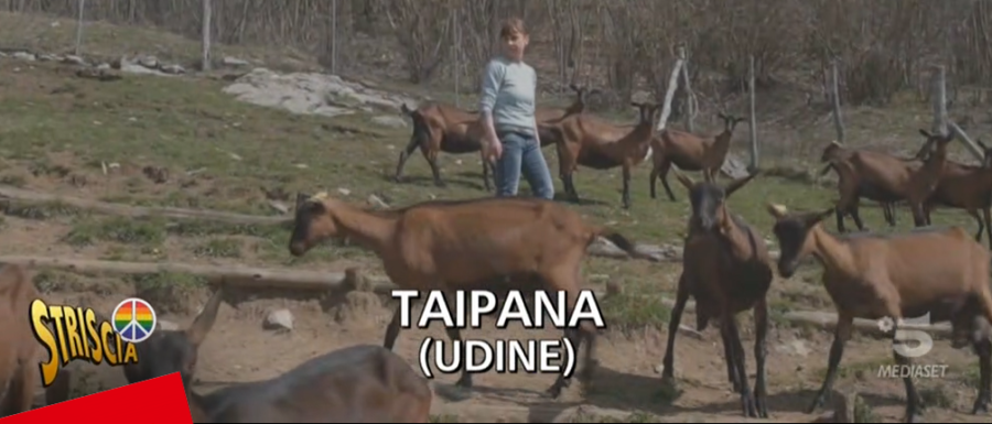 Le capre friulane di Taipana su Striscia la Notizia